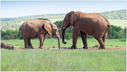 Perros del Mal (promotion)